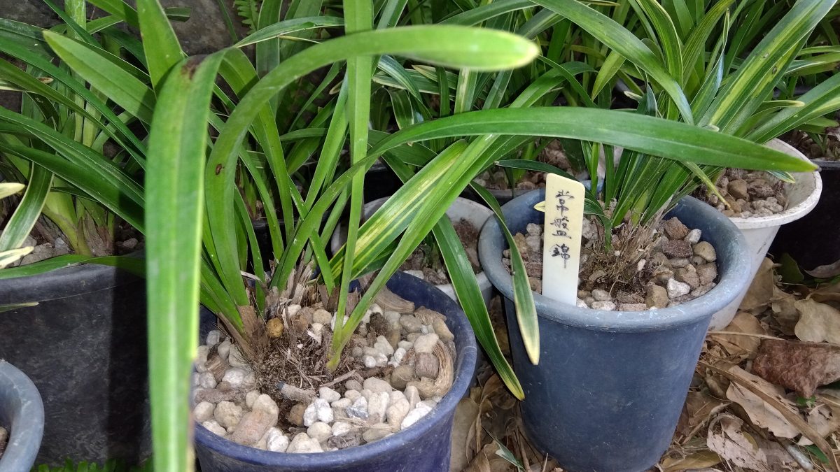 金陵辺(きんりょうへん)植え替えしました（6/14）